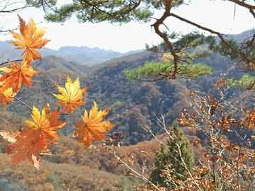 王中王免费平特一肖中特，揭秘彩票背后的秘密与策略，揭秘彩票背后的秘密与策略，王中王免费平特一肖中特技巧分享